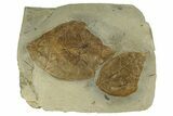 Plate with Two Fossil Leaves (Cissites) - Montana #271046-1